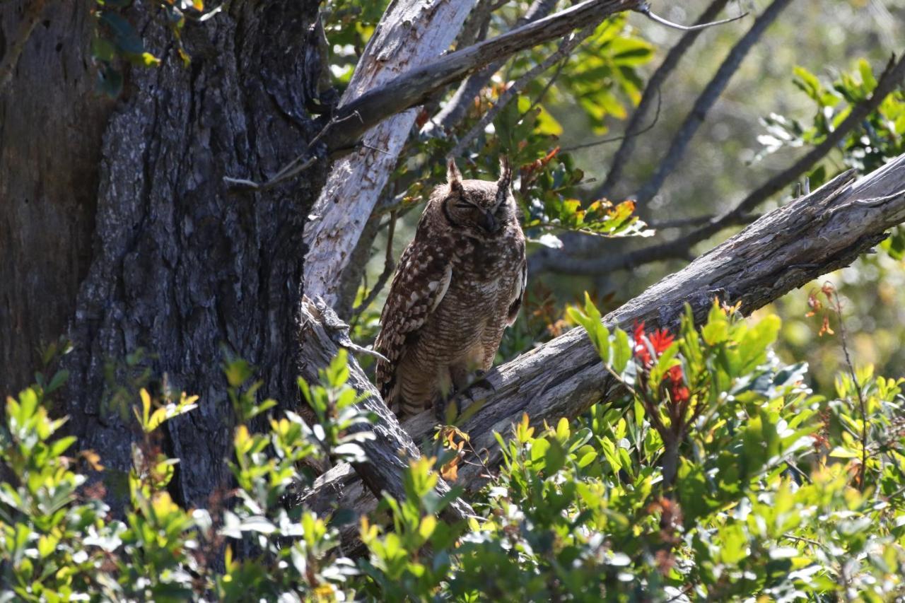 The Wood Owl Natureʼs Valley Buitenkant foto